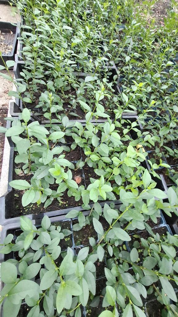 Ligustrum ovalifolium 20/30 cm voor € 0,60, Tuin en Terras, Planten | Struiken en Hagen, Liguster, Minder dan 100 cm, Ophalen of Verzenden