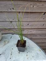 Siergras te koop, Ophalen, Zomer, Vaste plant, Siergrassen