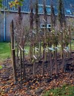 Fruitbomen en fruitstruiken te koop, Ophalen, Appelboom, Lente