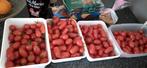 Tomaten plantjes, Ophalen, Volle zon, Groenteplanten, Eenjarig