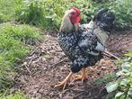 Mooie jonge haan gratis, Dieren en Toebehoren, Mannelijk, Kip
