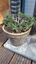 EUPHORBIA DECARYI GROTE POT VOL PLANT CACTUS, Cactus, Minder dan 100 cm, Ophalen of Verzenden, Halfschaduw
