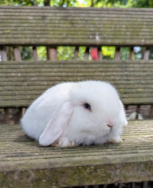 Minilop konijnen hangoren, Dieren en Toebehoren, Konijnen, Dwerg, Vrouwelijk, 0 tot 2 jaar, Hangoor