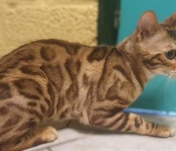 Sneeuwbengaal poes NU WEG met stamboom 1 jaar oud  beschikbaar voor biedingen