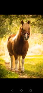 Leaser gezocht voor knappe shetlander, Dieren en Toebehoren, Stalling en Weidegang, 1 paard of pony