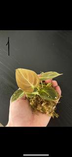 Philodendron Melanochrysum, Vaste plant, Verzenden, Bloeit niet, Halfschaduw
