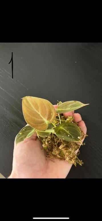 Philodendron Melanochrysum beschikbaar voor biedingen