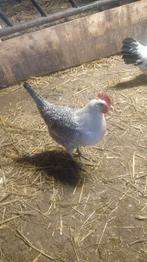 jonge zilverpel hennen, Vrouwelijk, Kip