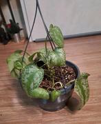 Scindapsus Hangplant - Makkelijke Kamerplant🪴OPHALEN, Ophalen, Halfschaduw, Minder dan 100 cm