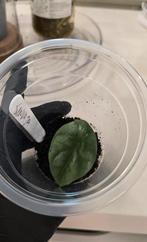 Alocasia sinuata, Ophalen of Verzenden, Overige soorten, Minder dan 100 cm