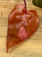 Philidendron Persimmon Princess Kopstek, Ophalen of Verzenden, Halfschaduw, Minder dan 100 cm