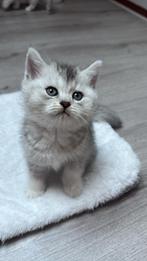 Britse korthaar kitten (Katertje), Dieren en Toebehoren, Katten en Kittens | Raskatten | Korthaar