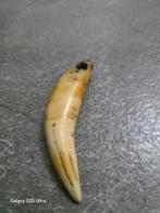 Tijger/Leeuw tand 10cm, Ophalen of Verzenden