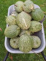 pompoenen, Tuin en Terras, Ophalen, Eenjarig, Overige soorten, Volle zon