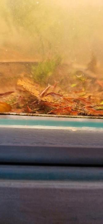 Neocaridina davidii garnalen, Dieren en Toebehoren, Vissen | Aquariumvissen, Zoetwatervis, Kreeft, Krab of Garnaal, Schoolvis