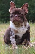 Unieke franse bulldog dekreu choco merle tan ter dekking, Particulier, Rabiës (hondsdolheid), 3 tot 5 jaar, Buitenland