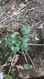 Judaspenning planten paarse bloem, Ophalen of Verzenden, Zomer, Overige soorten, Volle zon