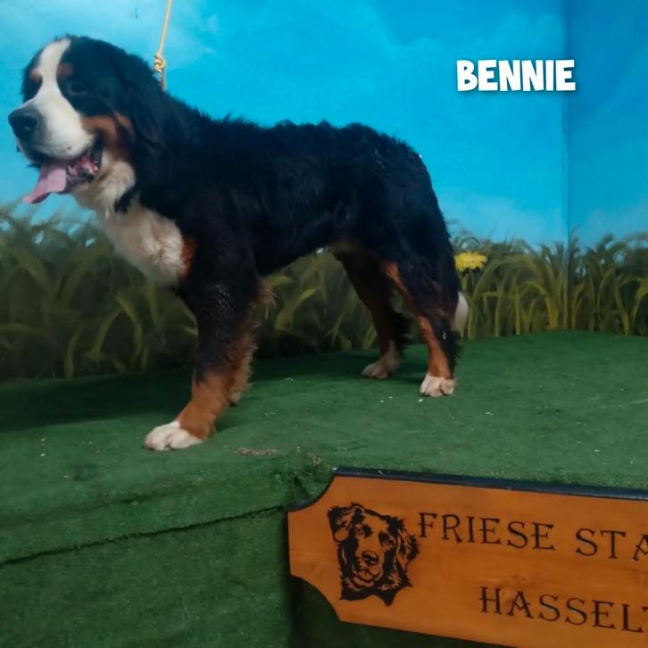 Staat ter dekking berner sennen dekreu Bennie,met stamboom., Dieren en Toebehoren, Honden | Dekreuen, Teef, Fokker | Hobbymatig