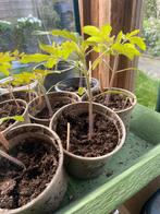 Tomaat en paprika planten, Tuin en Terras, Planten | Tuinplanten, Zomer, Ophalen of Verzenden, Groenteplanten, Eenjarig
