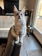 Maine Coon Poesje met Stamboom., Dieren en Toebehoren, Katten en Kittens | Raskatten | Langhaar, Poes, Gechipt, 0 tot 2 jaar