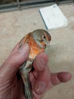 Diverse kruisingen, Meerdere dieren, Wildzangvogel, Geringd