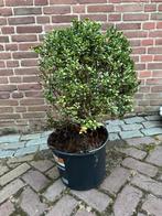 Buxus boompje, Tuin en Terras, Planten | Tuinplanten, Vaste plant, Bloeit niet, Halfschaduw, Ophalen
