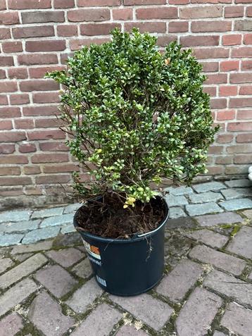 Buxus boompje beschikbaar voor biedingen