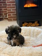 Sociale en speelse boomer pups!!, Dieren en Toebehoren, Overige rassen, 8 tot 15 weken, Meerdere, Meerdere dieren