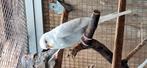 Jonge grasparkieten, Dieren en Toebehoren, Vogels | Parkieten en Papegaaien, Meerdere dieren, Parkiet