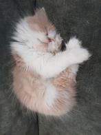 Noorseboskat/perziche kitten, Dieren en Toebehoren, Katten en Kittens | Raskatten | Langhaar, Kater, Ontwormd, 0 tot 2 jaar
