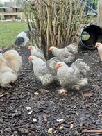 Te koop 4 cochin kriel hennen (Bobtail) van 20 weken., Dieren en Toebehoren, Pluimvee, Vrouwelijk, Kip