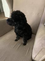Toy poedel, Dieren en Toebehoren, Honden | Chihuahua's en Gezelschapshonden, 15 weken tot 1 jaar, Reu, CDV (hondenziekte), Eén hond