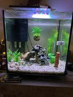 Aquarium, Dieren en Toebehoren, Vissen | Aquaria en Toebehoren, Ophalen of Verzenden, Gebruikt, Gevuld zoetwateraquarium