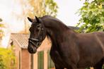 Zeer betrouwbare Friese merrie - Fokje v.d. Olde Mette Moate, Dieren en Toebehoren, Merrie, Gechipt, Dressuurpaard, L