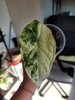 Alocasia dragon scale aurea, Ophalen of Verzenden, Overige soorten, Minder dan 100 cm
