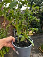 Sterke, gezonde tomatenplanten met al bloemen eraan!  €3,-, Volle zon, Groenteplanten, Eenjarig, Ophalen of Verzenden