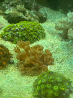 Goniopora rood / roze (achtig), Vis
