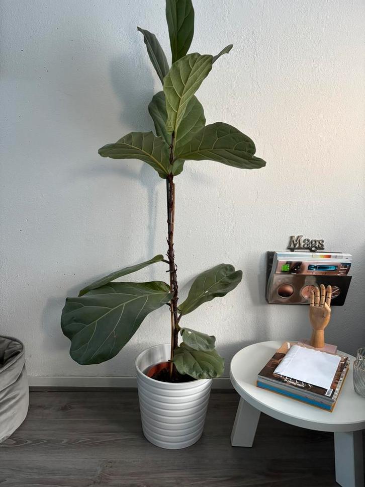 Ficus tabaksplant, Huis en Inrichting, Kamerplanten, Ficus, 100 tot 150 cm, Groene kamerplant, Halfschaduw, Ophalen