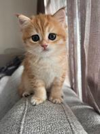 British golden korthaar | British golden shorthair, Dieren en Toebehoren, Katten en Kittens | Raskatten | Korthaar, Meerdere dieren