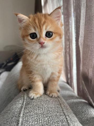 British golden korthaar | British golden shorthair