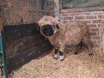 Walliser ooi, Dieren en Toebehoren, Schapen, Geiten en Varkens, Vrouwelijk, Schaap, 0 tot 2 jaar