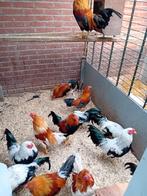 Twentse hoen krielkippen, verschillende kleurslagen, Dieren en Toebehoren, Meerdere dieren, Dwerg, 0 tot 2 jaar