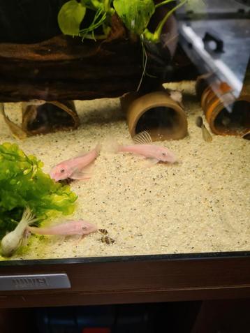 Ancistrus Snowwhite te koop  beschikbaar voor biedingen