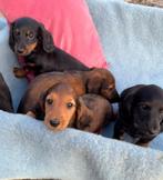 Standaard teckelpups, Dieren en Toebehoren, Standaard, 8 tot 15 weken, Langhaar, Meerdere