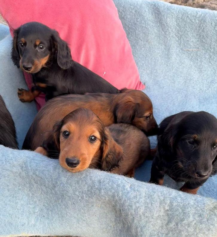 Standaard teckelpups, Dieren en Toebehoren, Honden | Teckels en Dashonden, Meerdere dieren, Langhaar, Standaard, Particulier, Meerdere