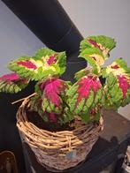 Kamperplant te koop coleus., Ophalen, Overige soorten, Volle zon