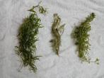 3 soorten aquariumplanten, Ophalen of Verzenden, Plant(en), Steen of Hout