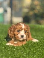 Te koop mooie Cavapoo pups, Dieren en Toebehoren, Honden | Niet-rashonden, Nederland, CDV (hondenziekte), 8 tot 15 weken, Meerdere