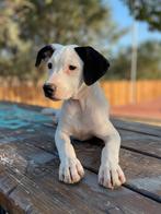 Mabel verblijft in Cyprus, Dieren en Toebehoren, Honden | Niet-rashonden, Rabiës (hondsdolheid), 15 weken tot 1 jaar, Handelaar