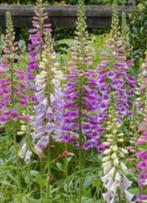 zaden Digitalis roze/paars, vingerhoedskruid, Ophalen of Verzenden, Halfschaduw, Zaad